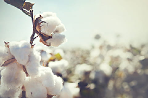綿花等原料の生産・販売